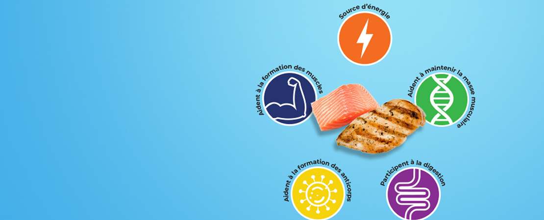 5 façons dont les protéines jouent un rôle dans le corps