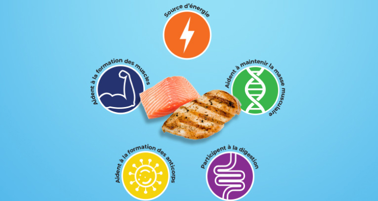 5 façons dont les protéines jouent un rôle dans le corps