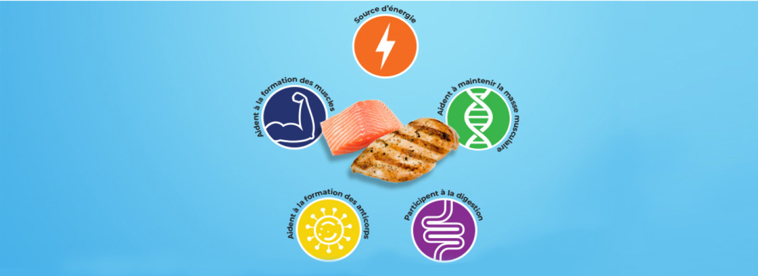 5 façons dont les protéines jouent un rôle dans le corps